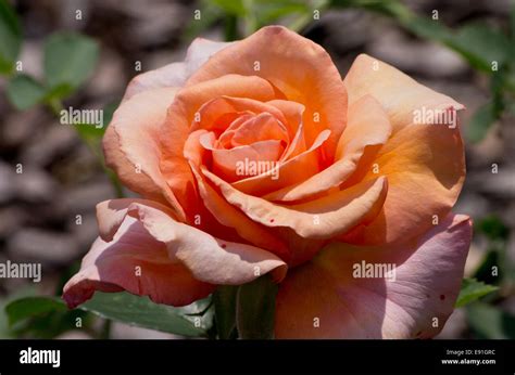 Rosa warm wishes hi-res stock photography and images - Alamy