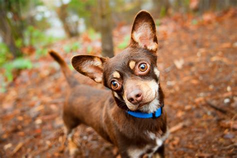 Chiweenie Archives - iHeartDogs.com