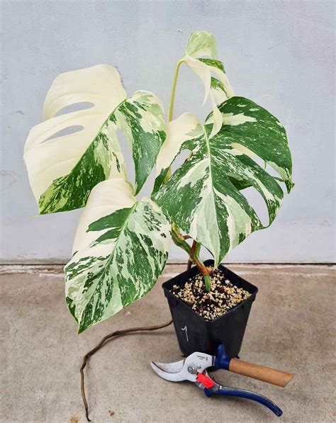 Monstera deliciosa variegata – 23DEGRE