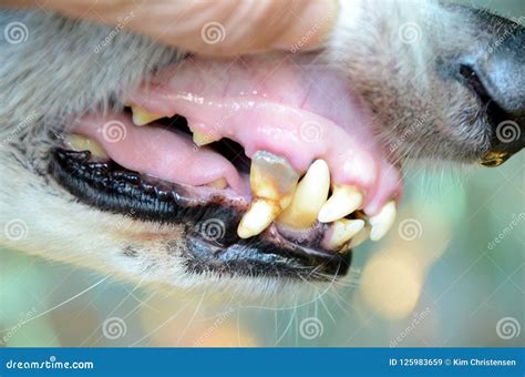 Tanden van oude hond stock afbeelding. Image of stenen - 125983659 