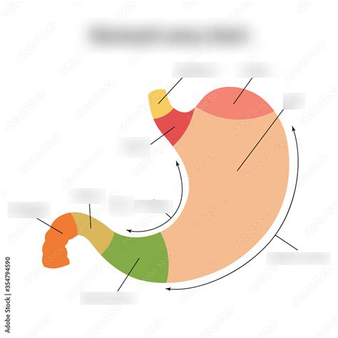 label stomach diagram quizlet