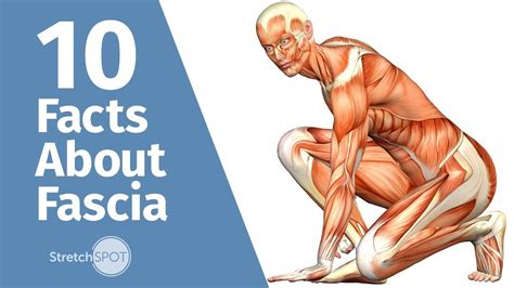 facts  fascia stretchspot