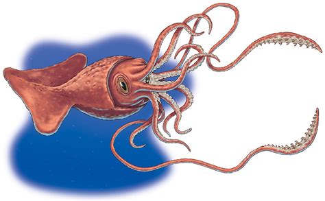 Colossal Squid | SurprisingAnimals
