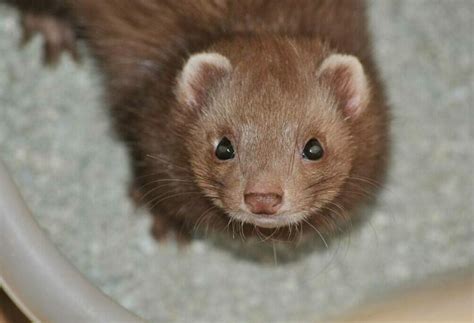 Weasel vs Ferret: The Key Differences (With Pictures) | Hepper