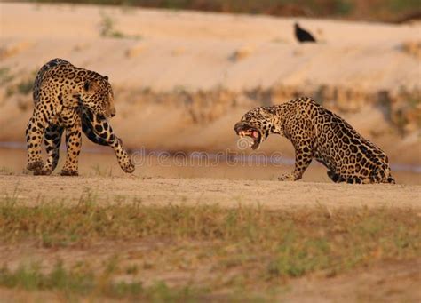 Two Fierce Jaguars in the Middle of a Fight. Stock Image - Image of ...