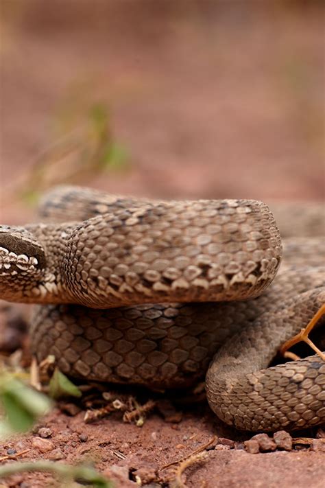 Viper Snake