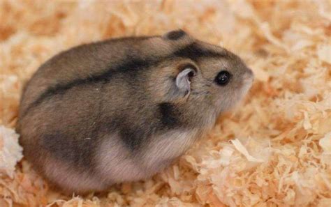 alex  las curiosidades mas sorprendentes sobre los hamsters rusos