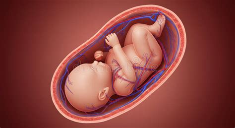 O Bebe Fica Dentro Do Utero - Feto Em Utero : Ilustração Detalhada Do Desenvolvimento Fetal E Do ...