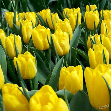 Тюльпан триумф Стронг Голд (Tulip Strong Gold) - описание сорта, фото ...