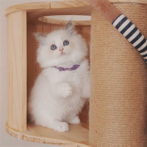 Ragdoll Cat Singapore | Ragdoll Kittens for Sale | NekoTown