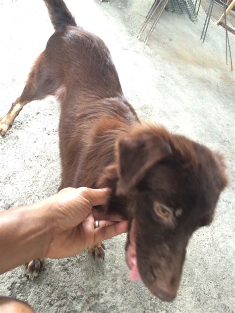 Gwen, Skinny, Dogs, Animals, Animales, Animaux, Pet Dogs, Doggies, Animais