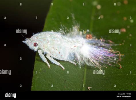 planthopper high resolution stock photography  images alamy