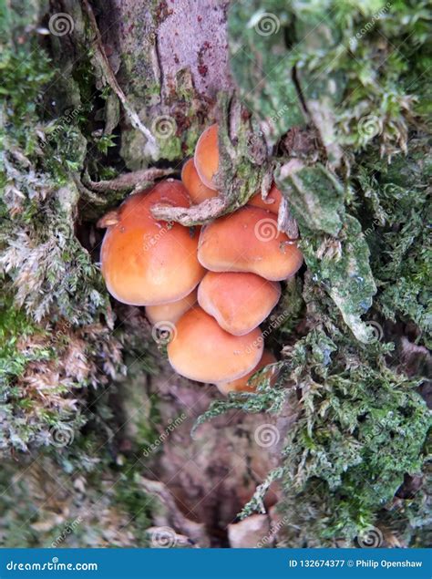 Close Up of Tiny Bright Orange Fungus Growing on Tree Back Surrounded