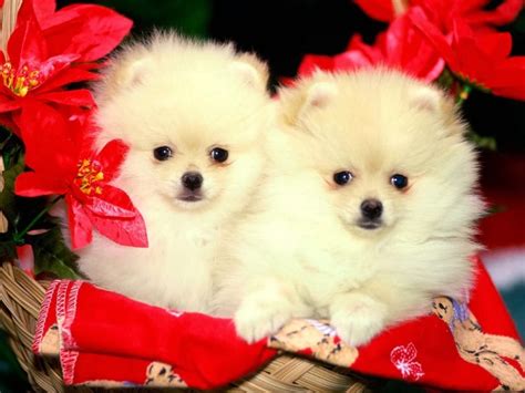 🔥 [150+] Christmas Desktop Cute Wallpapers | WallpaperSafari