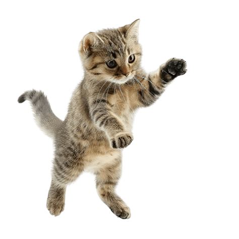 Funny Kitten Cat Standing Or Dancing Isolated, Funny Kitten Cat