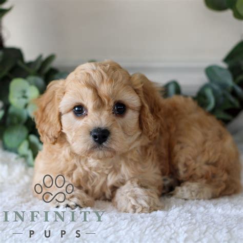 Cavachon Puppies For Sale • Adopt Your Puppy Today • Infinity Pups
