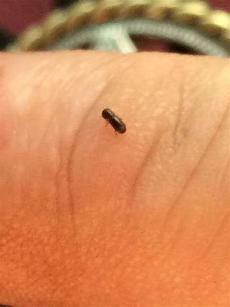 Tiny Bathroom Bugs Identification