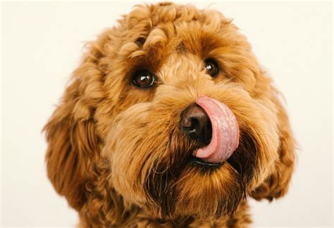 12 Low-Shedding Dog Breeds for a Cleaner Home - Brit + Co