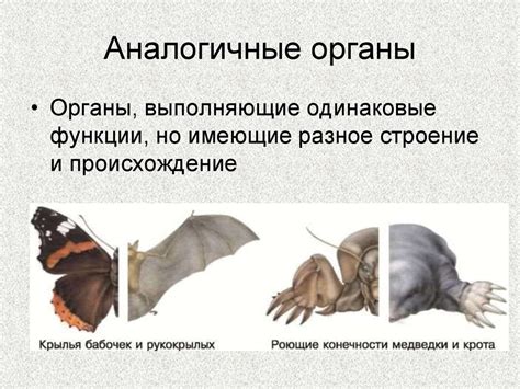Доказательства эволюции - презентация онлайн