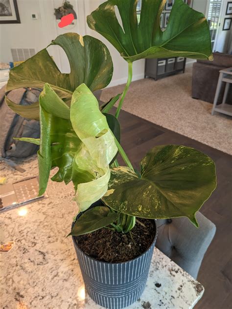 Can't believe my luck! Found this beauty at Costco today. : r/Monstera