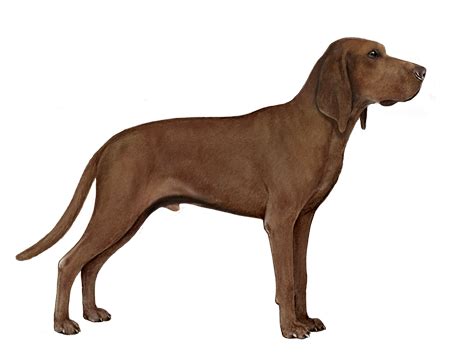 redbone coonhound facts wisdom panel dog breeds