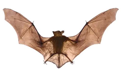 bat wings pictures   images  unsplash