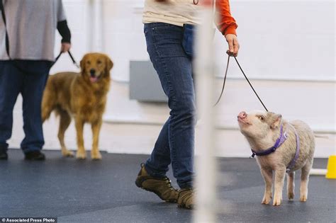Hogging the limelight! Amy the pig excels in DOG agility classes while ...