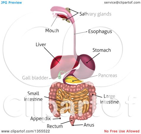 Human Digestive System Drawing at PaintingValley.com | Explore ...