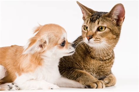 Cat Gently Petting Sleeping Chihuahua Puppy Melts Hearts—'Just Checking In' - Newsweek