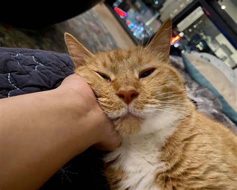 Sleepy peanut : r/PeanutWhiskers