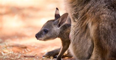 kangaroo baby size