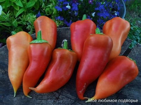 Купить семена перца
