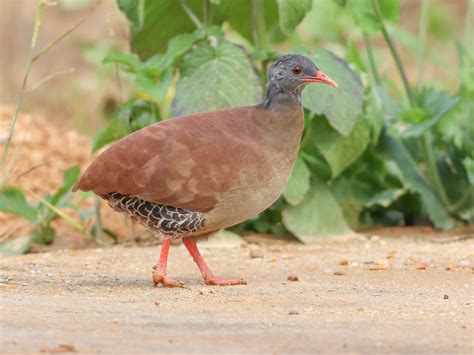 small billed tinamou crypturellus parvirostris birds   world