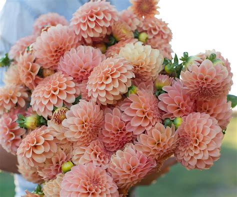 The Plant Lover S Guide To Dahlias