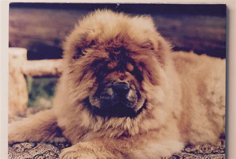 Adorable Fluffy Brown Dog on Bed