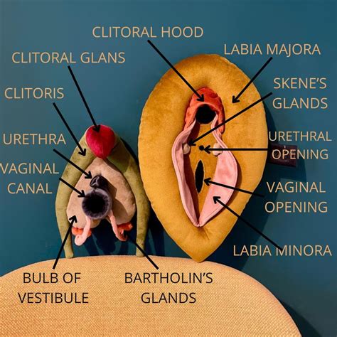 vulva deluxe model vulva anatomy set  detachable clitoris skenes