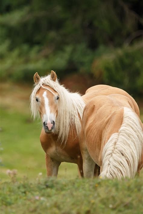 austrian haflinger adventure american haflinger alliance