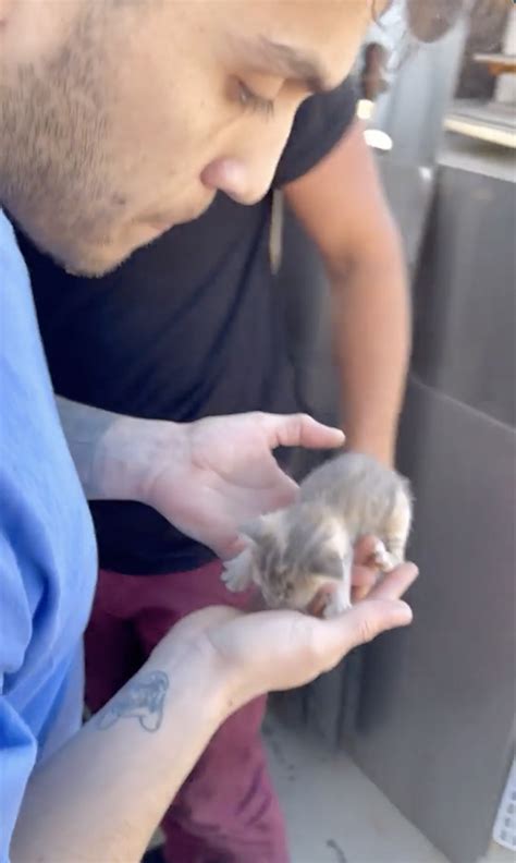 Nathan The Cat Lady Works Out Way to Rescue Kittens Near Gym in 2022 ...