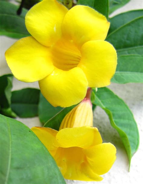 Yellow Flower Plant Poisonous To Horses at Natasha Greenwood blog