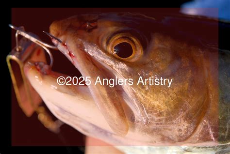 Brook Trout Reference Photo Bundle - Anglers Artistry