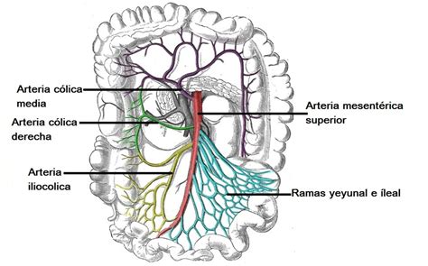 arteria mesenterica superior arteria mesenterica superior huesos