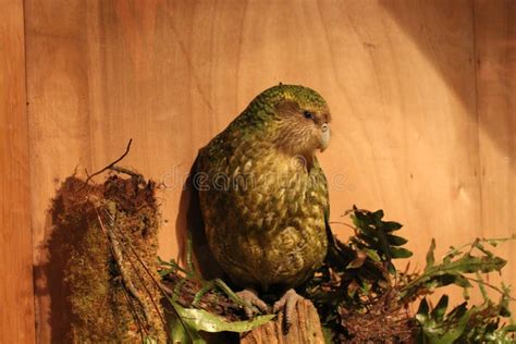 kakapo endemic parrot   zealand stock image image  colourful