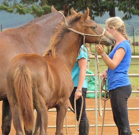 Building Bonds: Early Training Tips for Healthy Foal Development - 4theloveofhorses