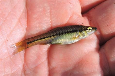 Topmouth Gudgeon from Романівський район, Житомирська область, Україна ...