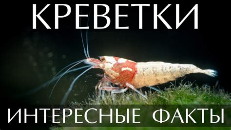 Креветки - интересные факты - YouTube