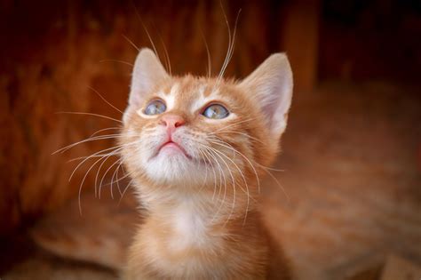 Gato Rouco O Que Pode Ser - Causas e tratamentos para gato rouco | Blog da Cobasi