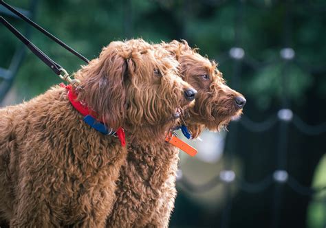 How Big Do Australian Labradoodles Get & Their Ideal Size