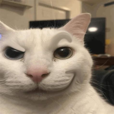 Cat with no eyebrows | Annoyed cat meme cute, Funny cats, Silly cats