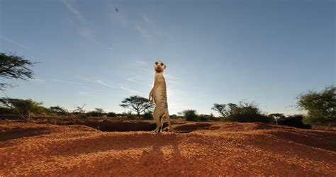 Kalahari Desert | Botswana Safari