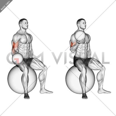 Weighted Seated Bicep Curl (on stability ball) - Gym visual